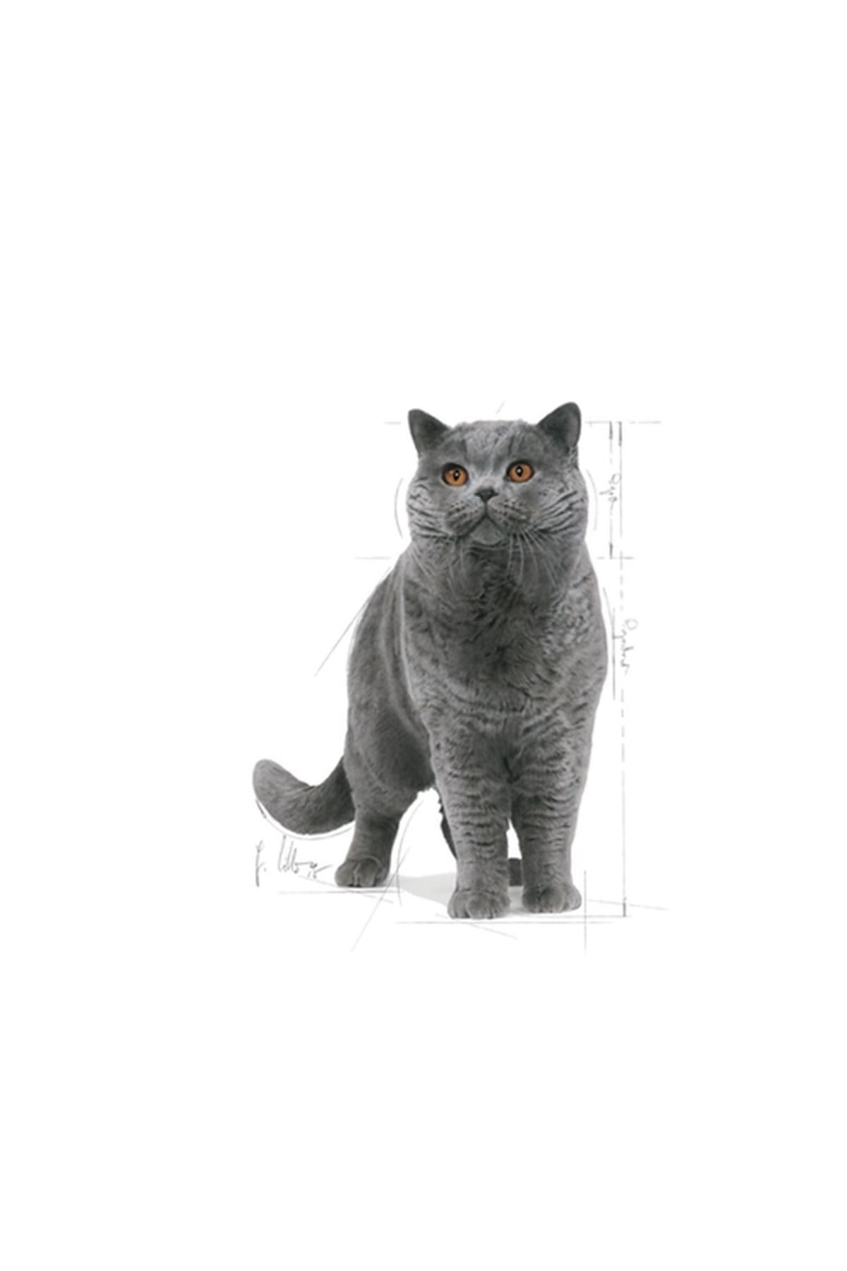 Royal Canin Kedi Maması British Shorthair 2 Kg