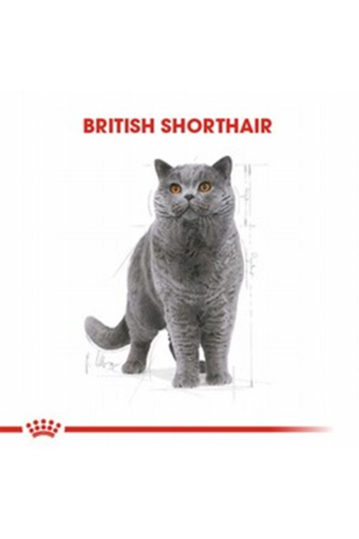 Royal Canin Kedi Yaş Maması British Shorthair 85 G