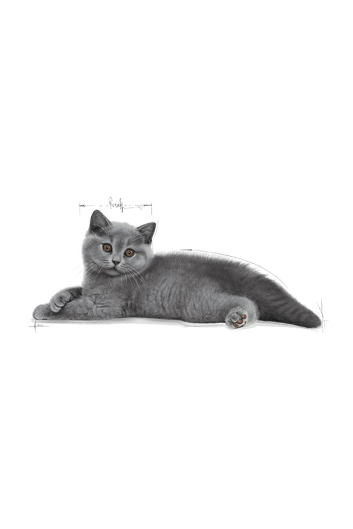Royal Canin Yavru Kedi Mama British Shorthair 2 Kg