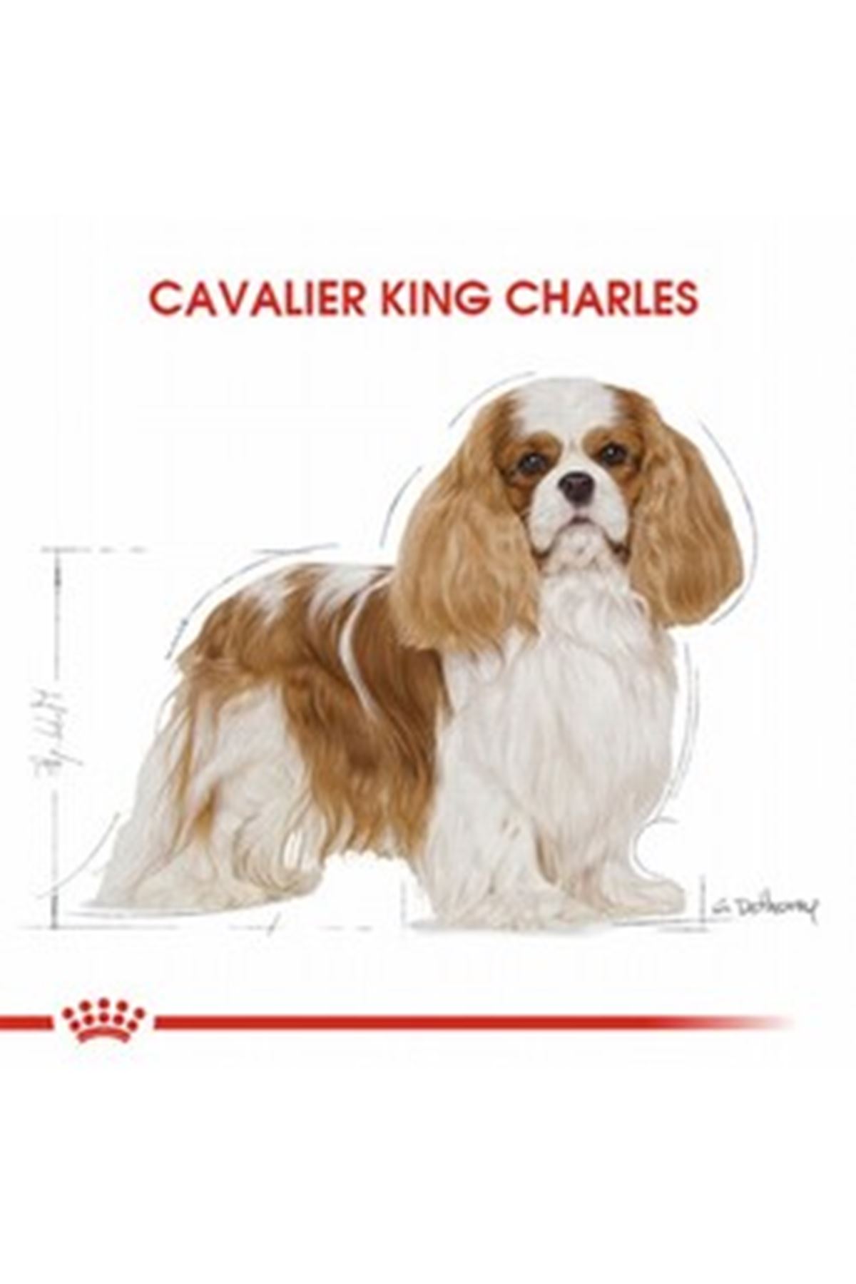 Royal Canin Köpek Mama Cavalier King Charles 1.5Kg