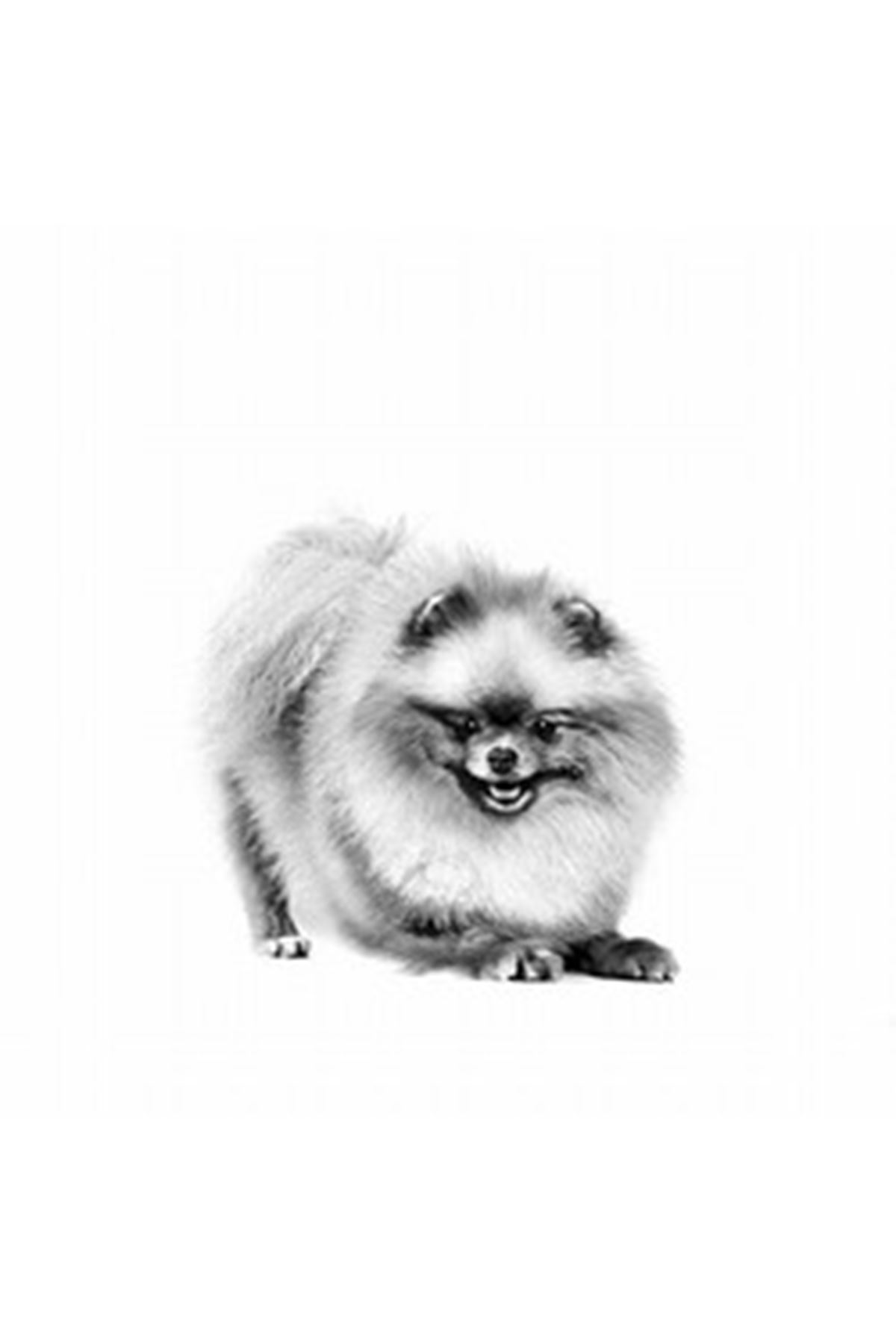 Royal Canin Köpek Maması Pomeranian 1.5 Kg
