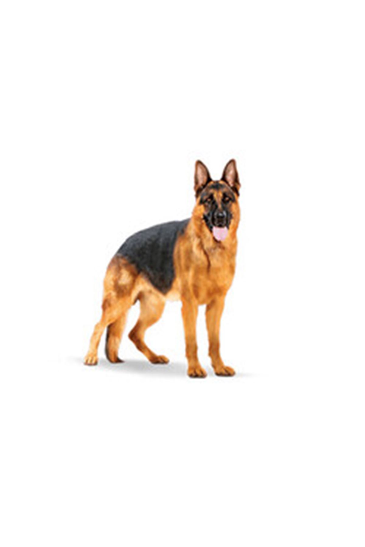 Royal Canin Köpek Maması Büyük Irk 15 Kg