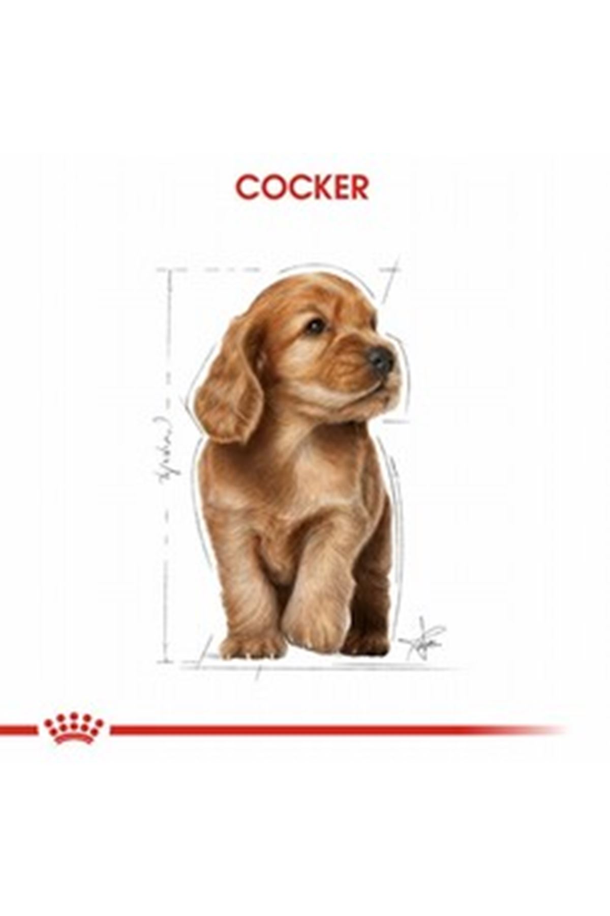 Royal Canin Yavru Köpek Maması Cocker 3 Kg