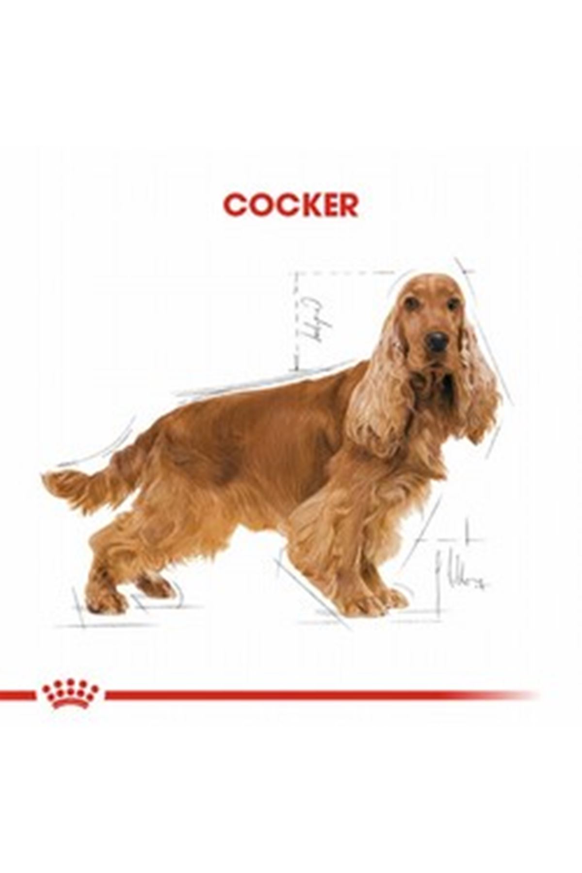 Royal Canin Köpek Maması Cocker 3 Kg