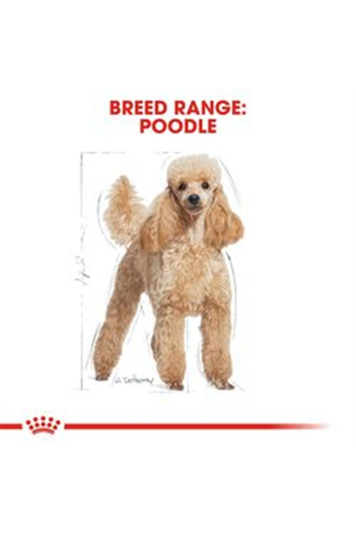 Royal Canin Köpek Maması Poodle 3 Kg