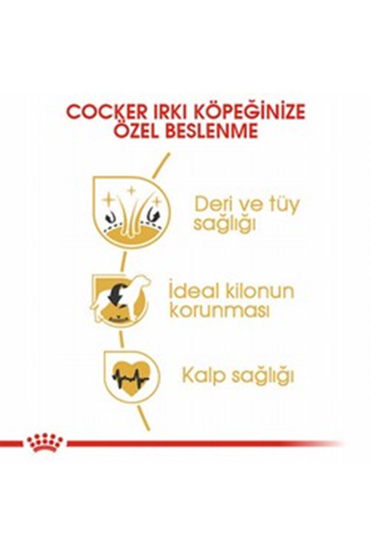 Royal Canin Köpek Maması Cocker 3 Kg
