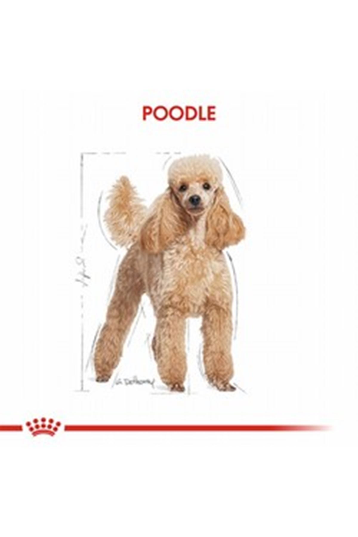 Royal Canin Köpek Yaş Maması Tüy Sağlığı 85 G
