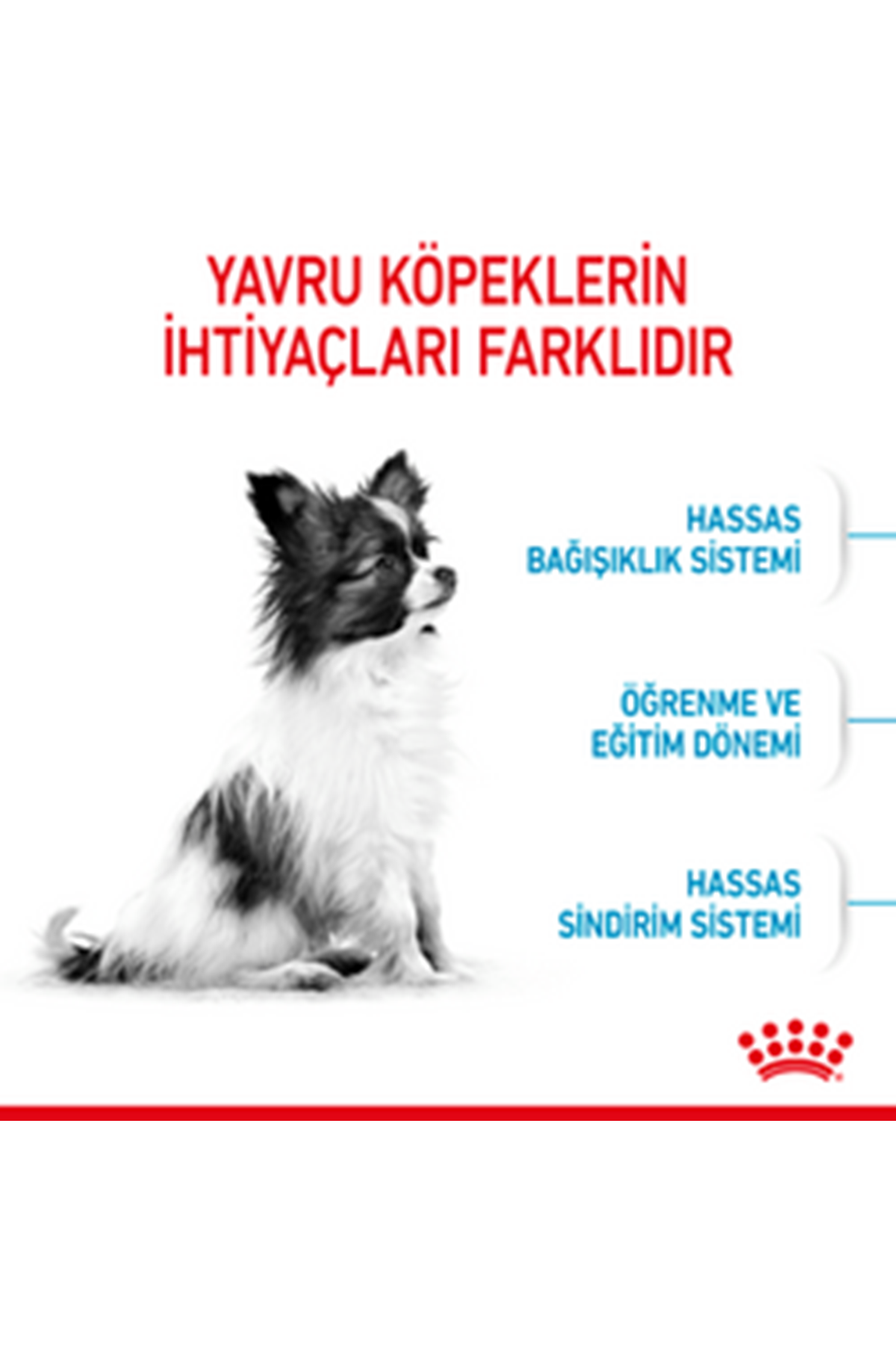 Royal Canin Yavru Köpek Maması Küçük Irk 1.5 Kg
