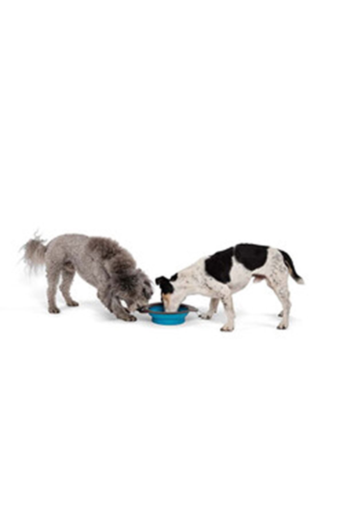 M-Pets Mama ve Su Kabı Katlanır Silikon Mavi 750Ml