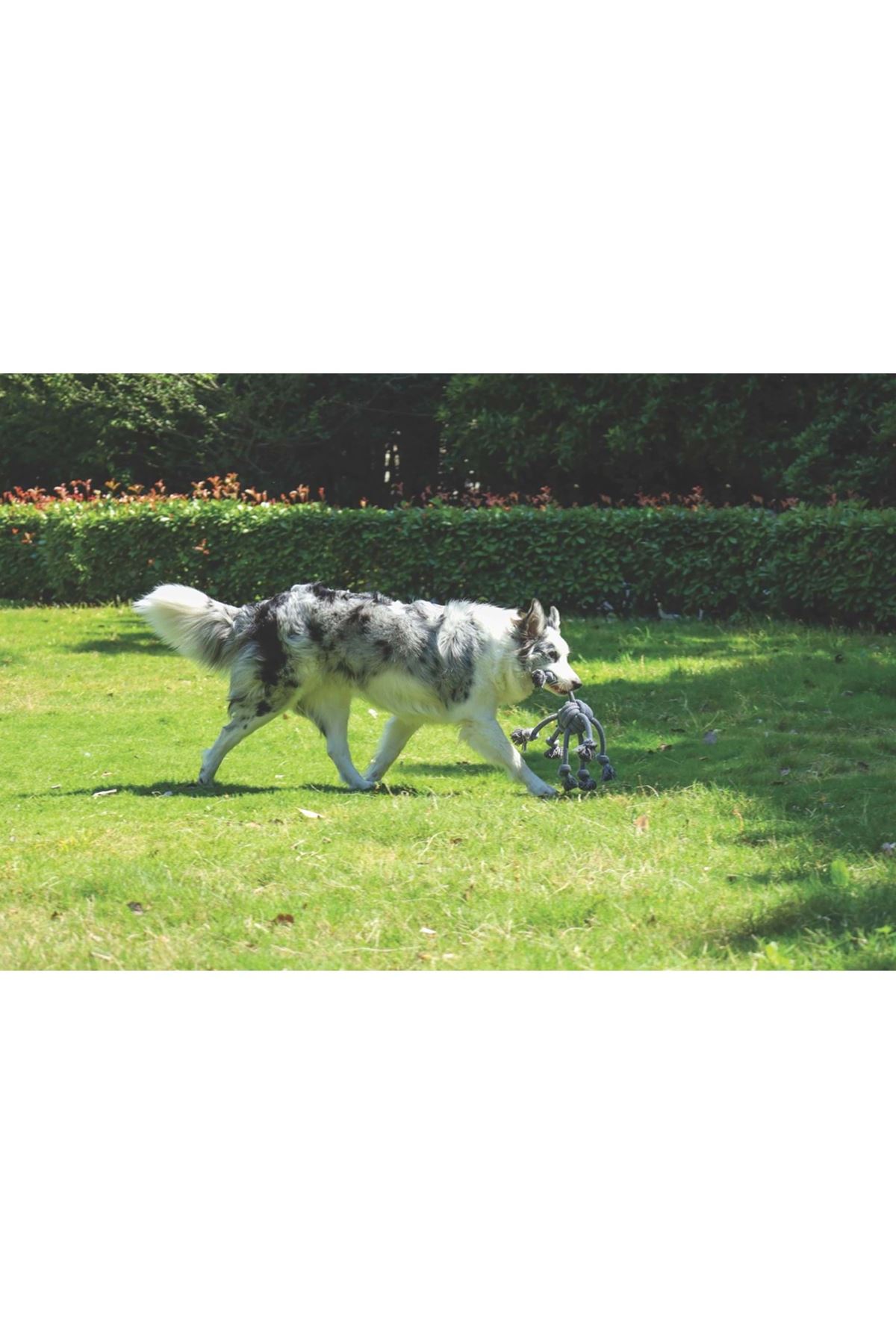 M-Pets Köpek Diş İpi Örgü Gri 60*11.5 Cm