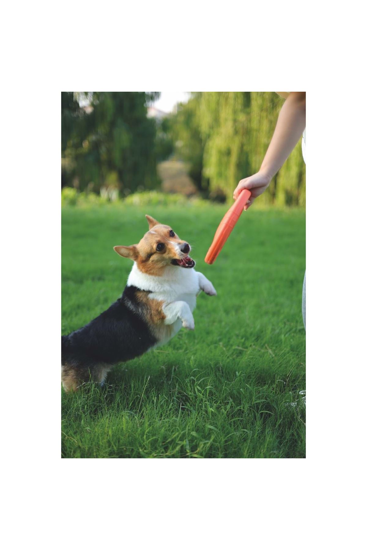 M-Pets Köpek Oyuncağı Suda Yüzen Frizbi 23*23*3 Cm
