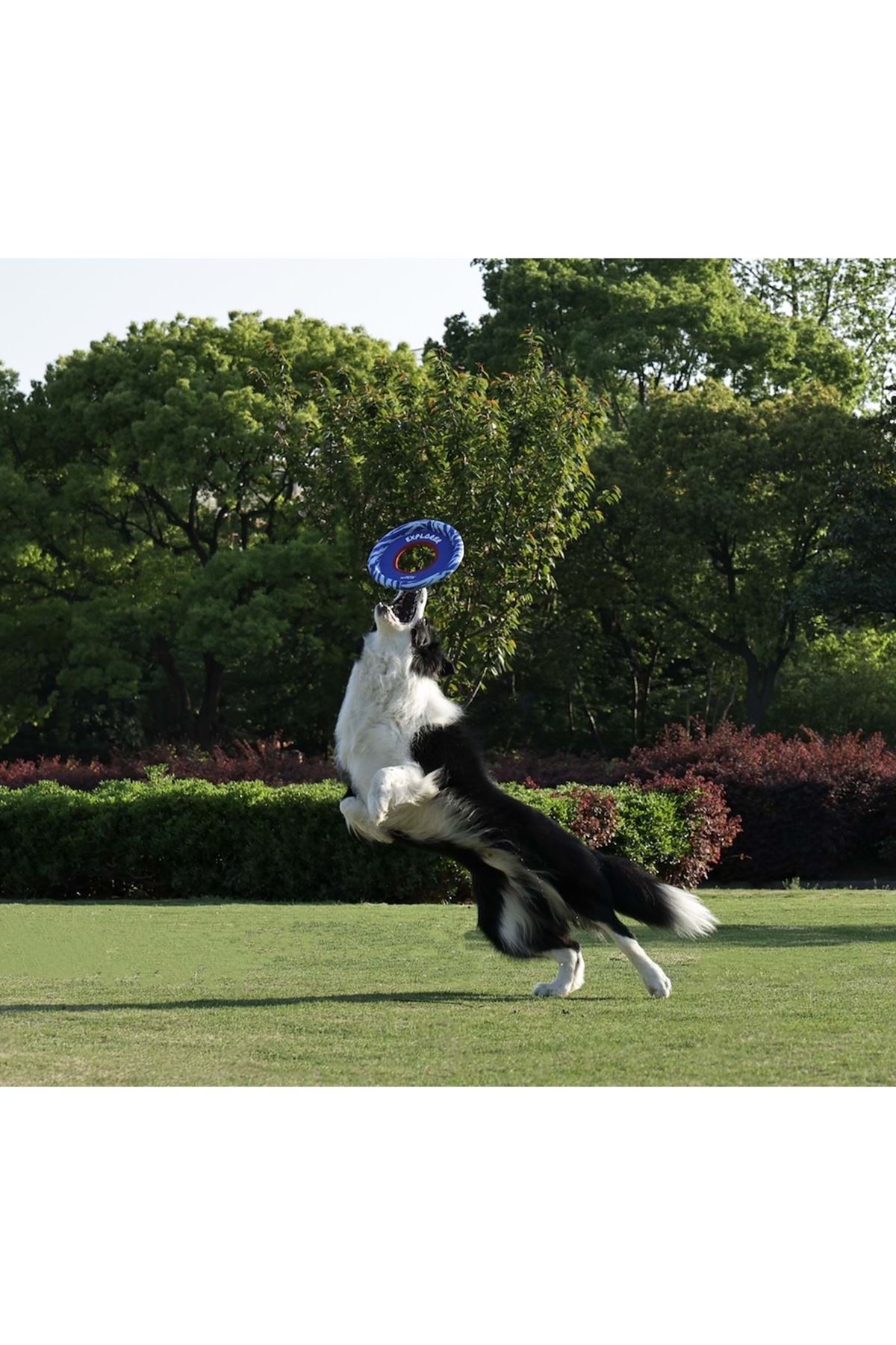 M-Pets Köpek Oyuncağı Sprintpuff Frisbee Mavi 24Cm