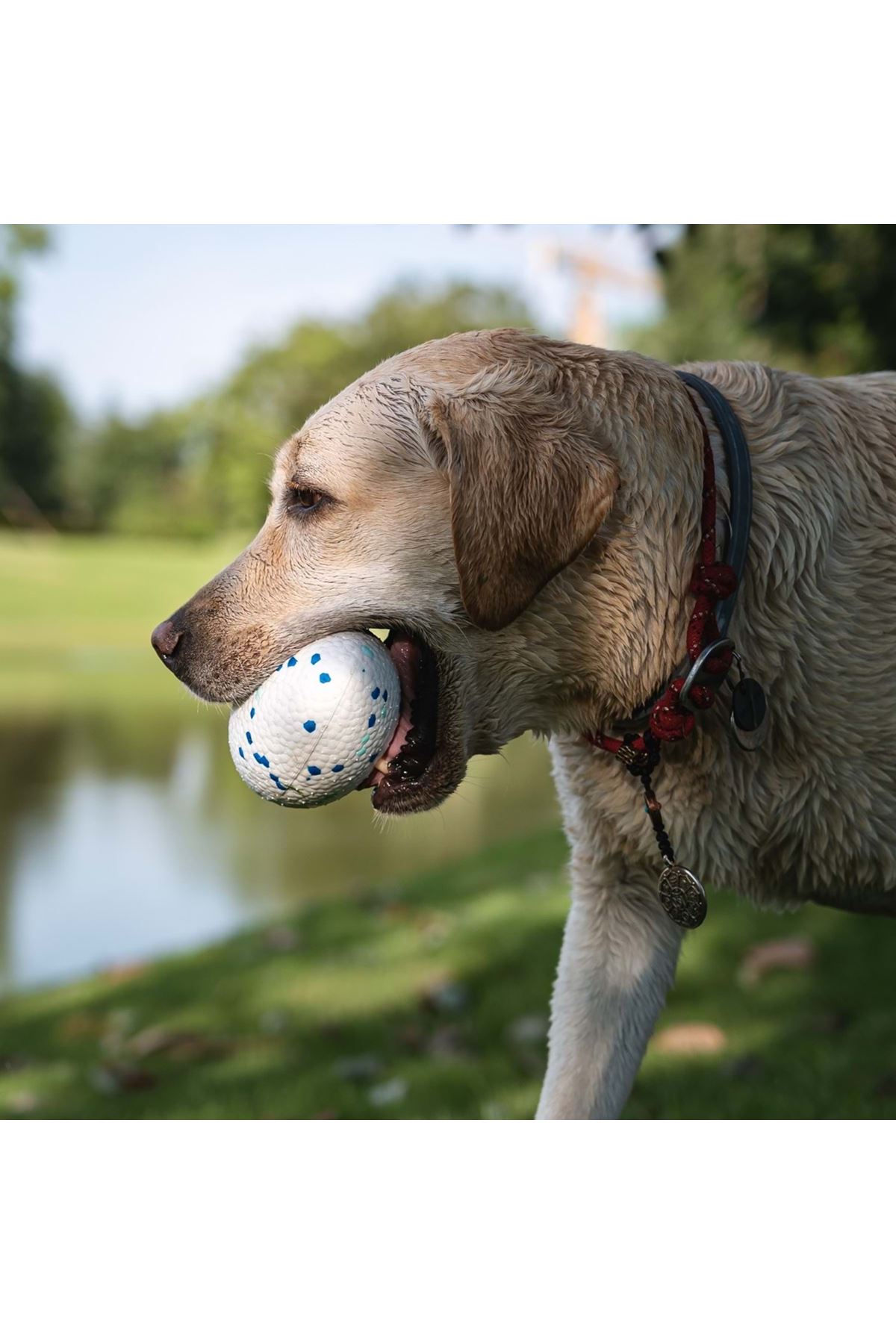 M-Pets Köpek Oyuncağı Rugby Topu Mavi-Beyaz 14 Cm
