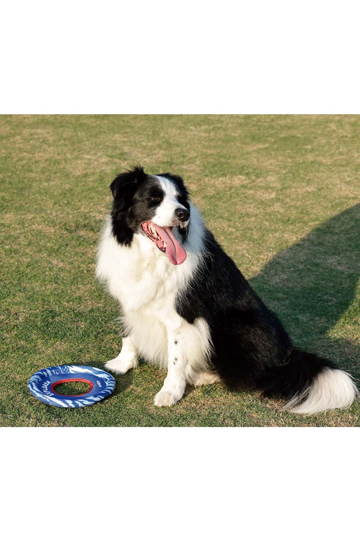 M-Pets Köpek Oyuncağı Sprintpuff Frisbee Mavi 24Cm