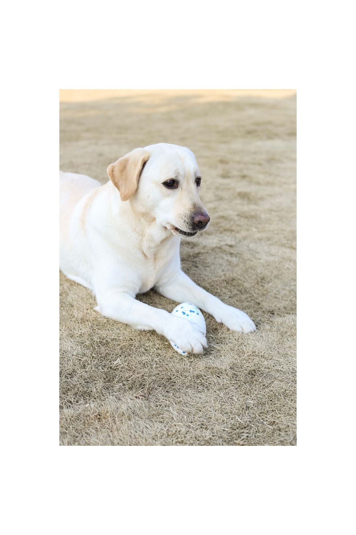 M-Pets Köpek Oyuncağı Rugby Topu Mavi-Beyaz 14 Cm