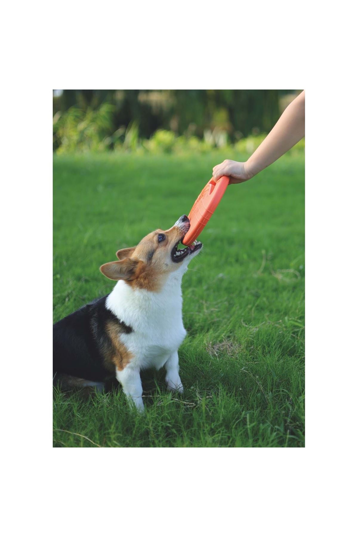 M-Pets Köpek Oyuncağı Suda Yüzen Frizbi 23*23*3 Cm