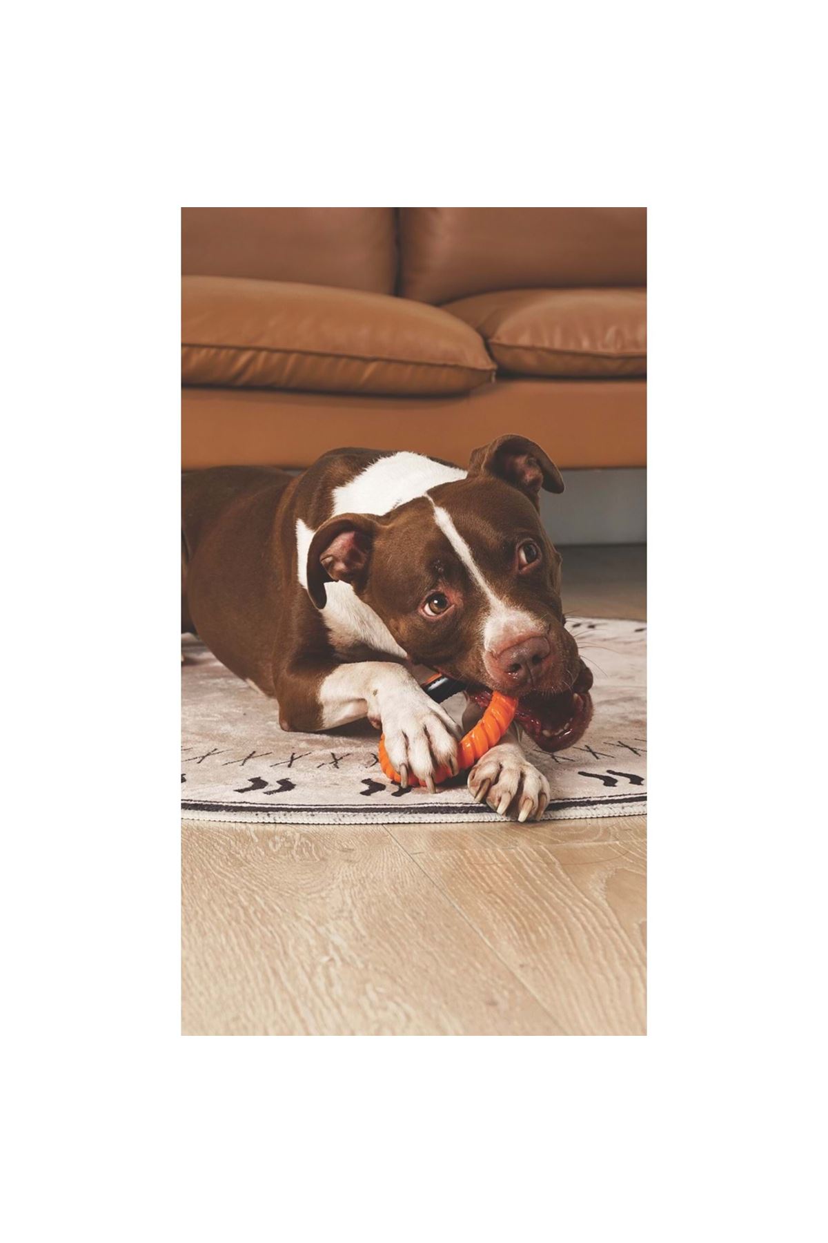 M-Pets Köpek Oyuncağı Single Ring King Turuncu