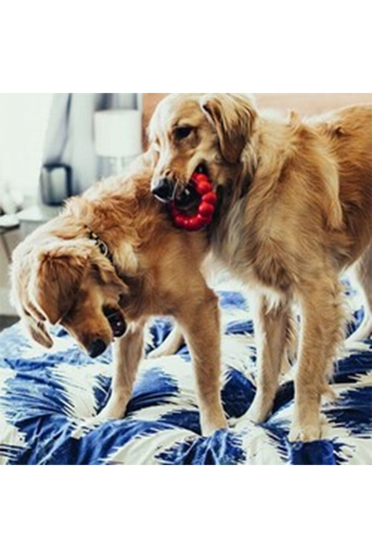 Kong Köpek Oyuncağı Ring Yüzük Şeklinde XL
