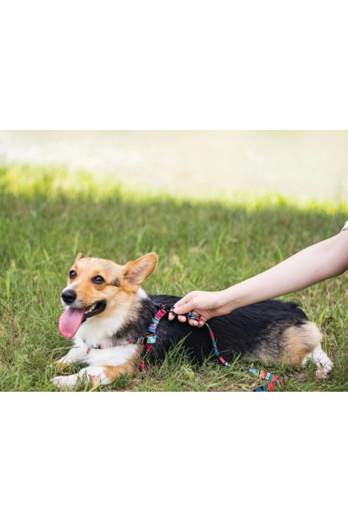 M-Pets Köpek Göğüs Tasması Urban Style (S) 120 Cm