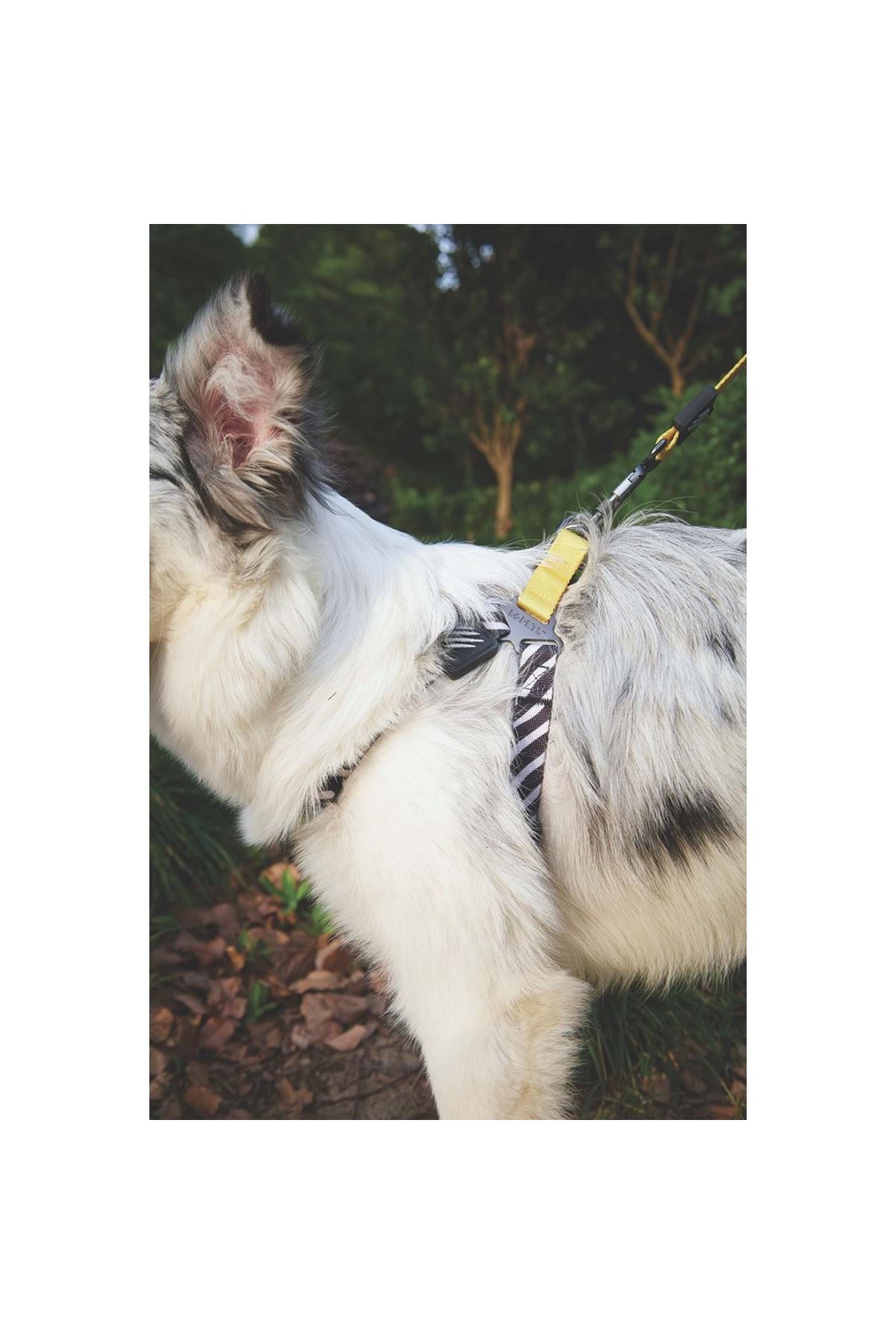 M-Pets Köpek Göğüs Tasması Wild Safari Harness (M)