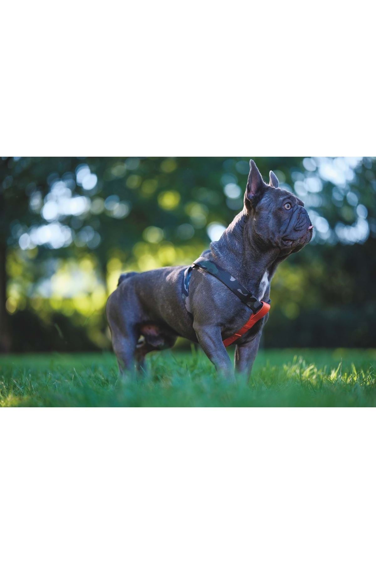 M-Pets Köpek Göğüs Tasması Wild Jungle Harness (M)