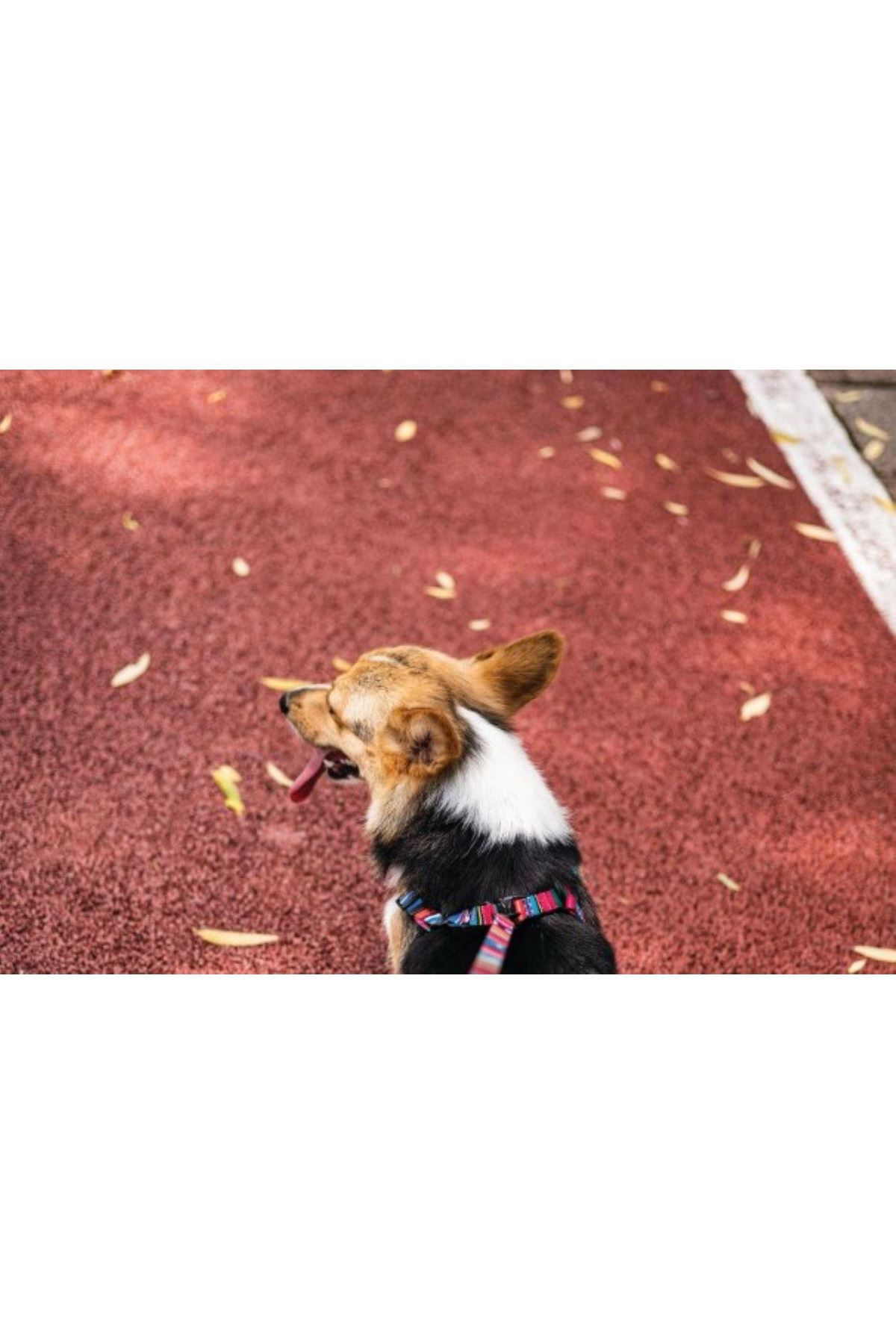 M-Pets Köpek Göğüs Tasması Urban Style (L) 120 Cm