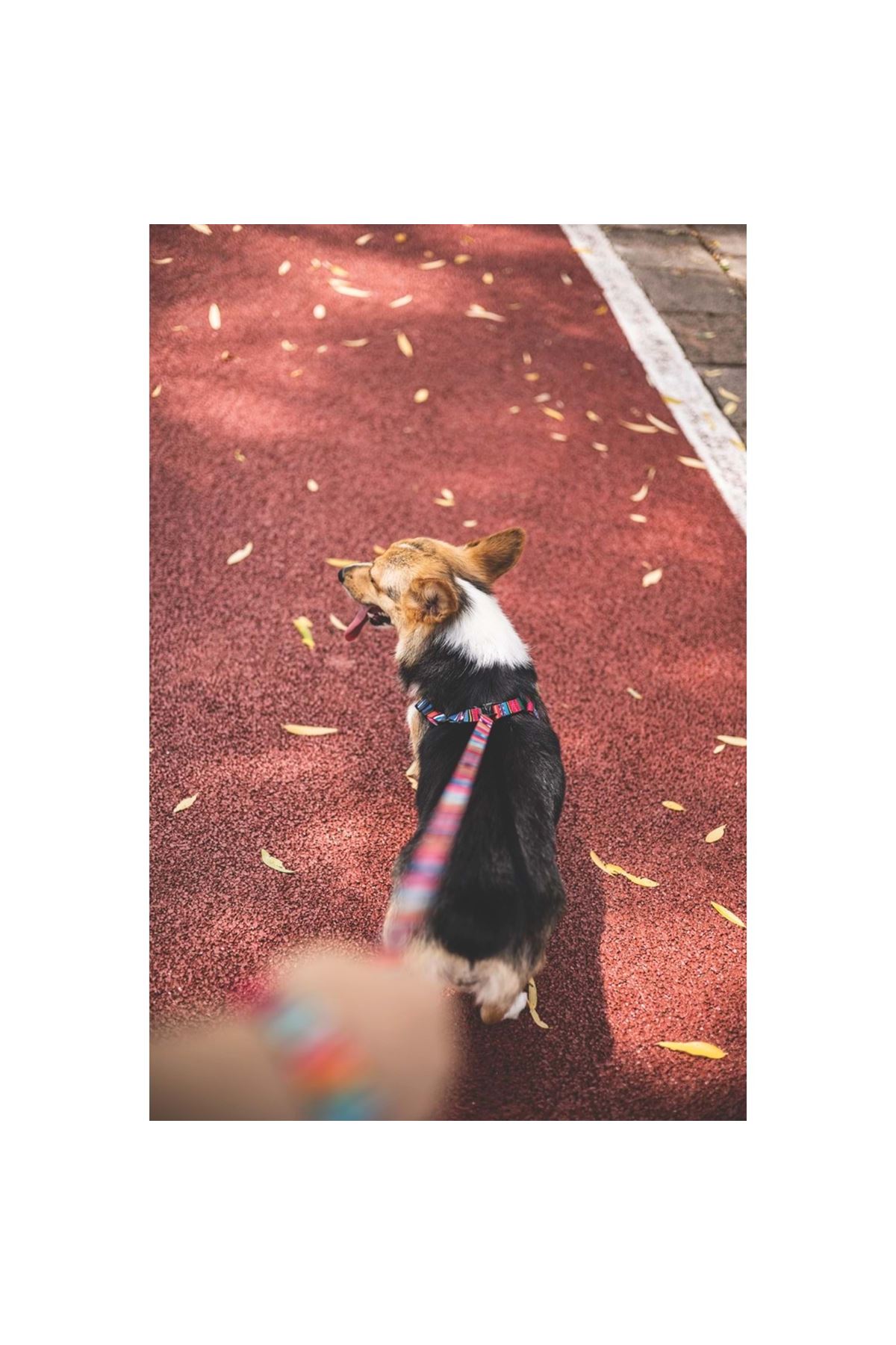 M-Pets Köpek Gezdirme Kayışı Urban Style Jazz (S)
