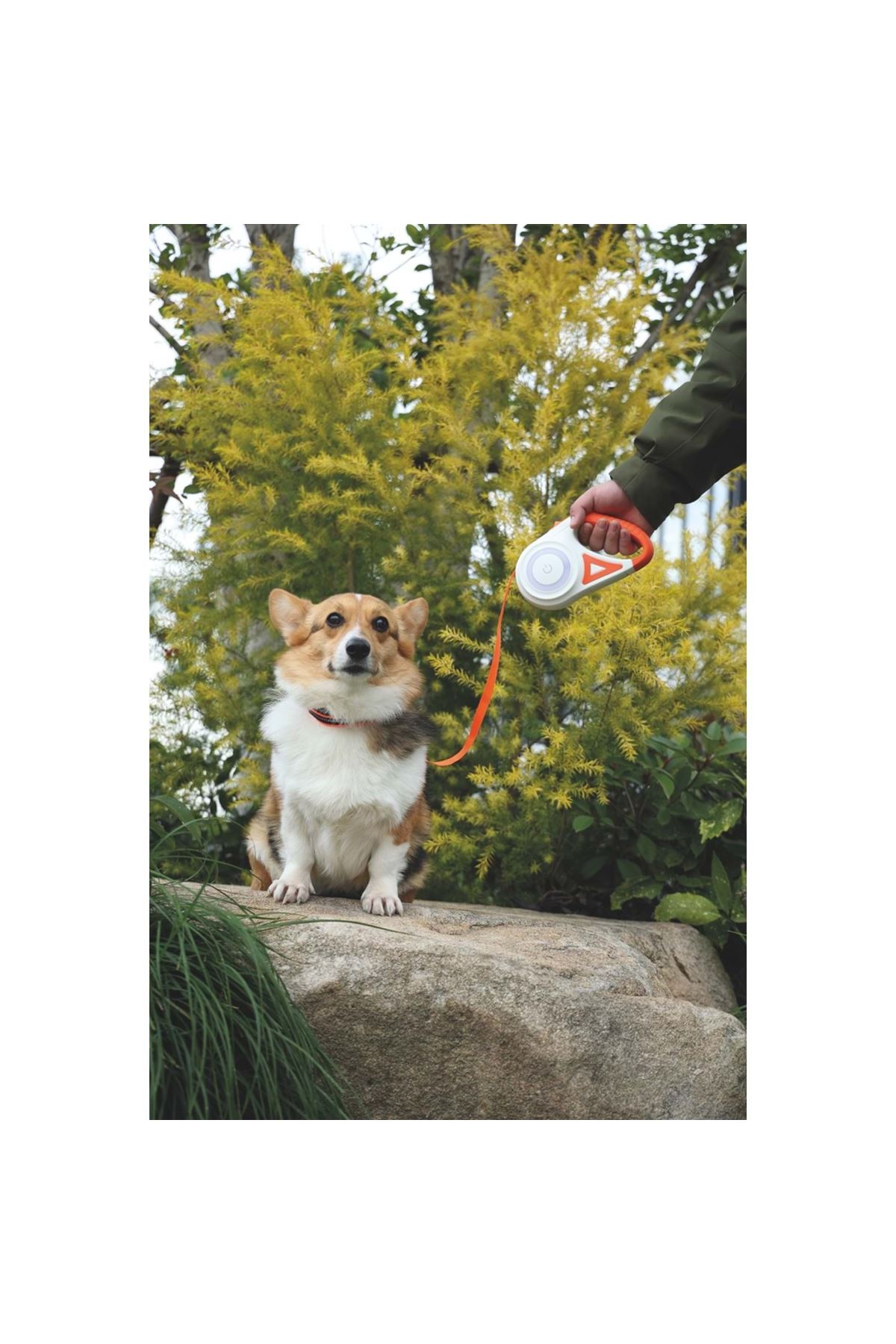 M-Pets Gezdirme Tasma Ledli Otomatik Turuncu(M) 5M