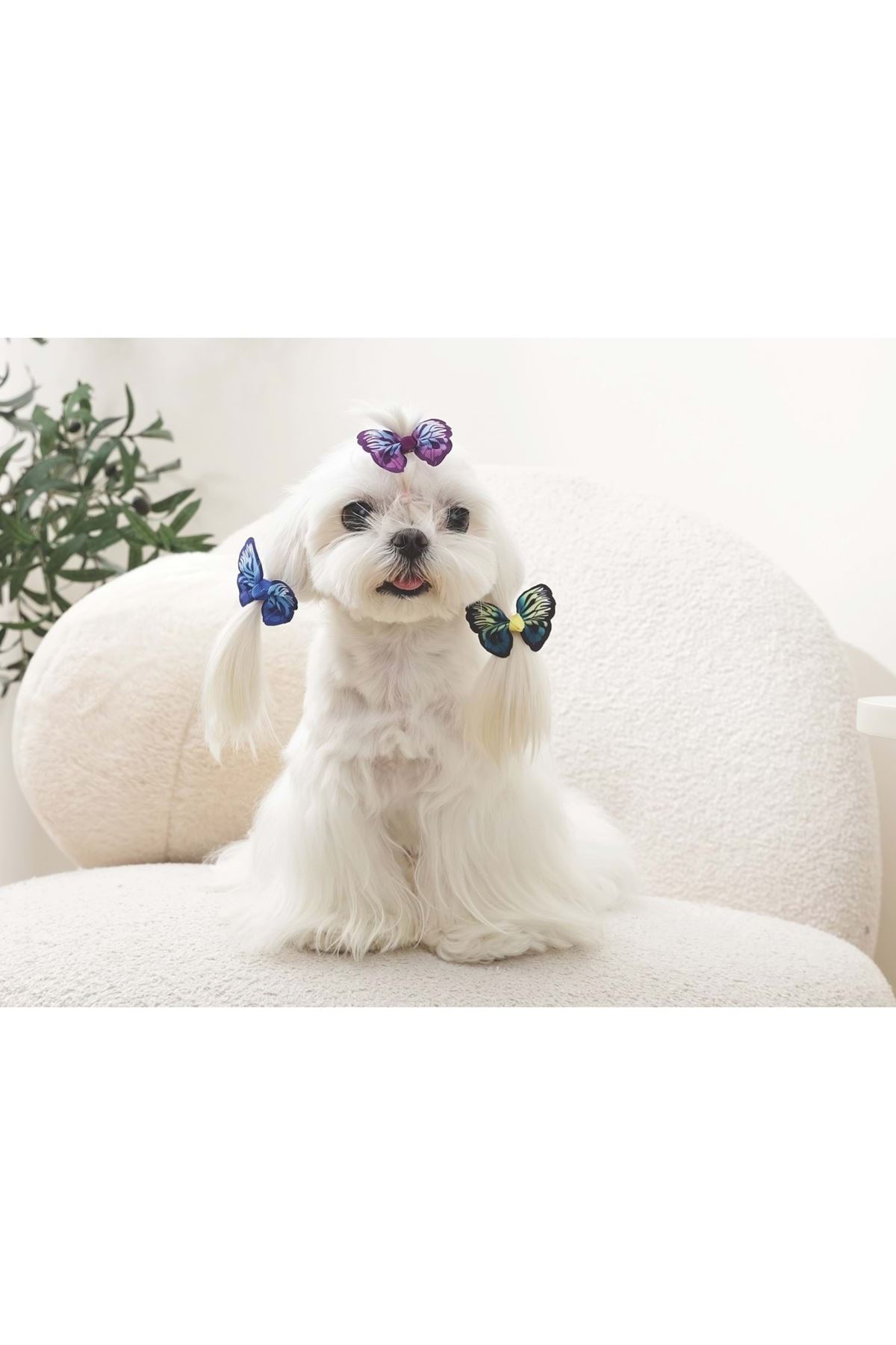 M-Pets Kedi ve Köpek Toka Kelebekli Karışık Renkli