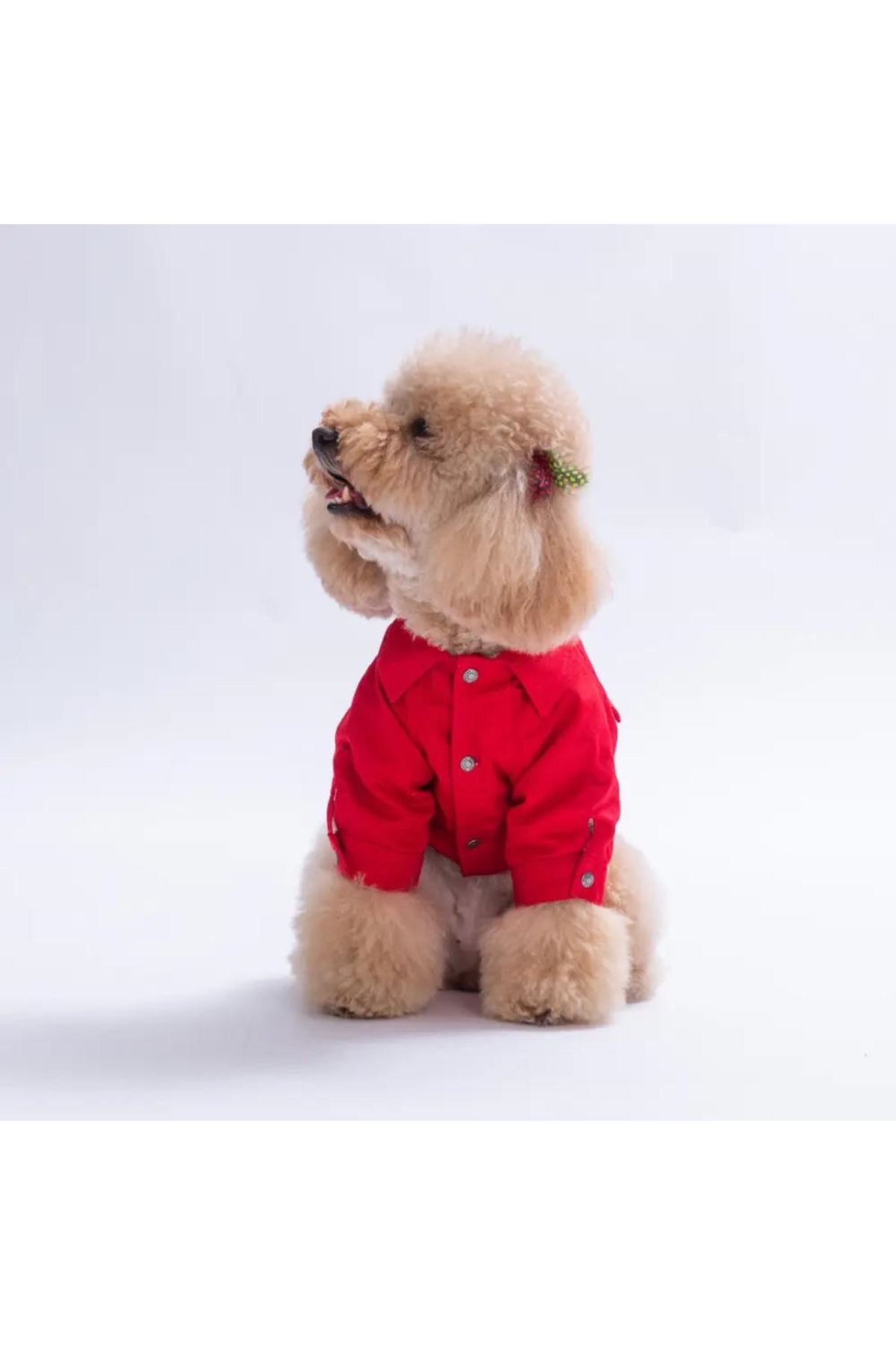 Pawstar Ceket Cancun Pop Kırmızı (XL)