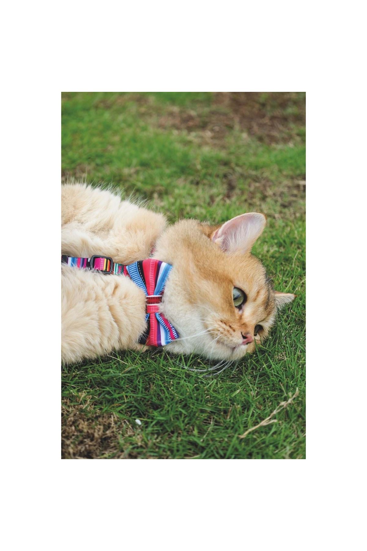 M-Pets Köpek Papyon Urban Style Jazz Sripes (XS-S)