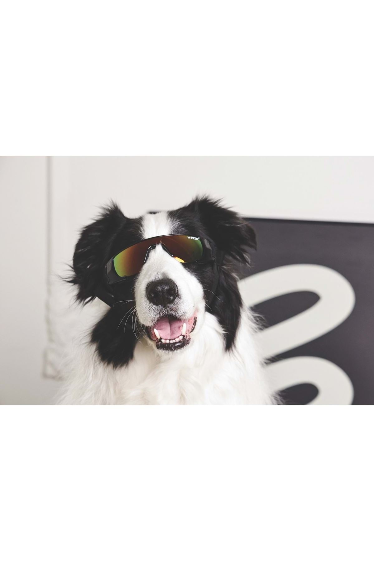 M-Pets Köpek Gözlüğü Siyah