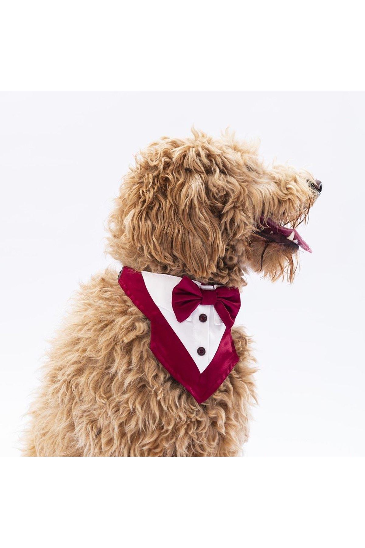 Pawstar Bordo Smokin Fular
