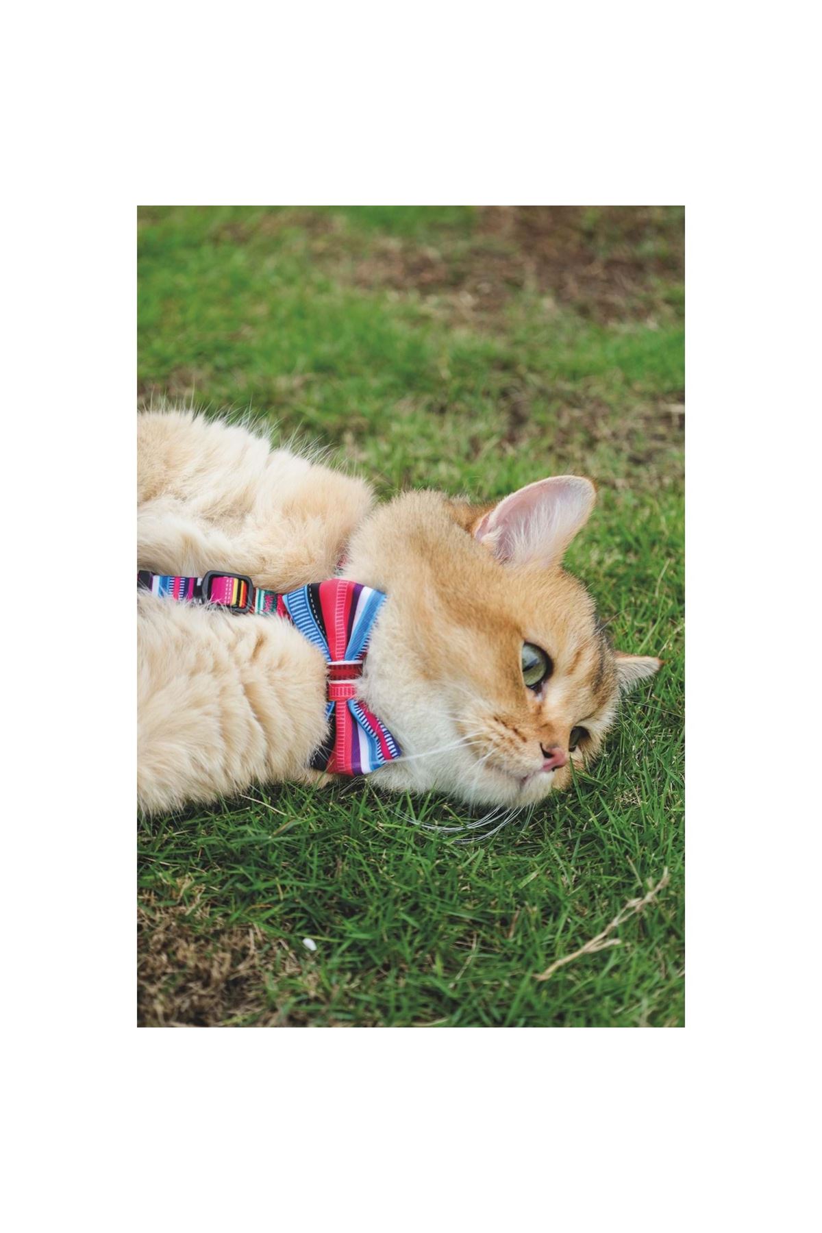 M-Pets Köpek Papyon Urban Style Jazz Sripes (XS-S)