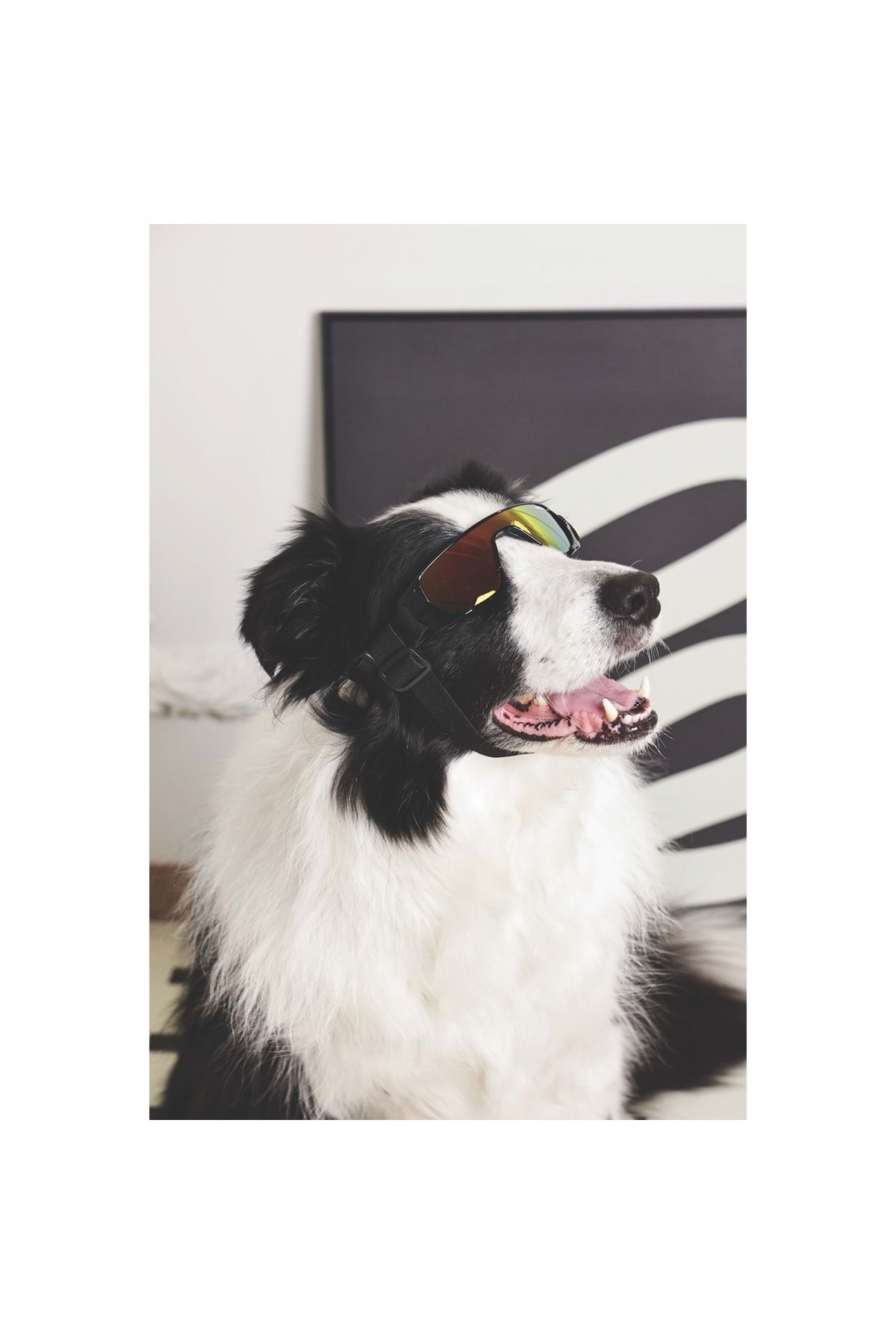 M-Pets Köpek Gözlüğü Siyah