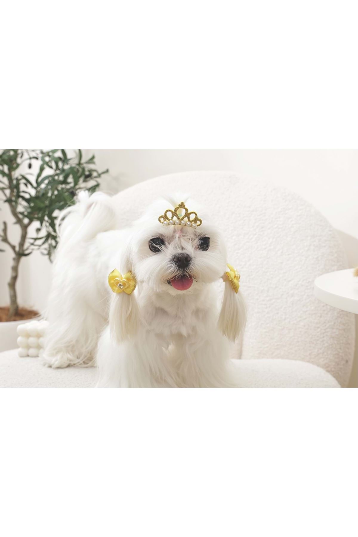 M-Pets Glam Köpekler İçin Toka Sarı
