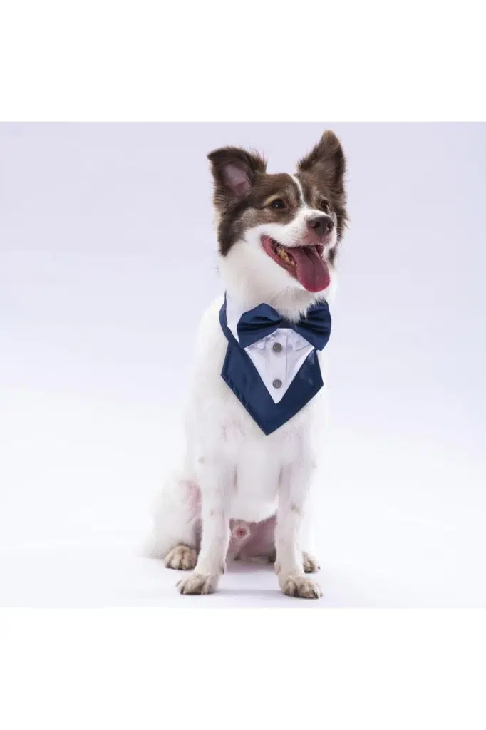 Pawstar Lacivert Fular 2 Beden