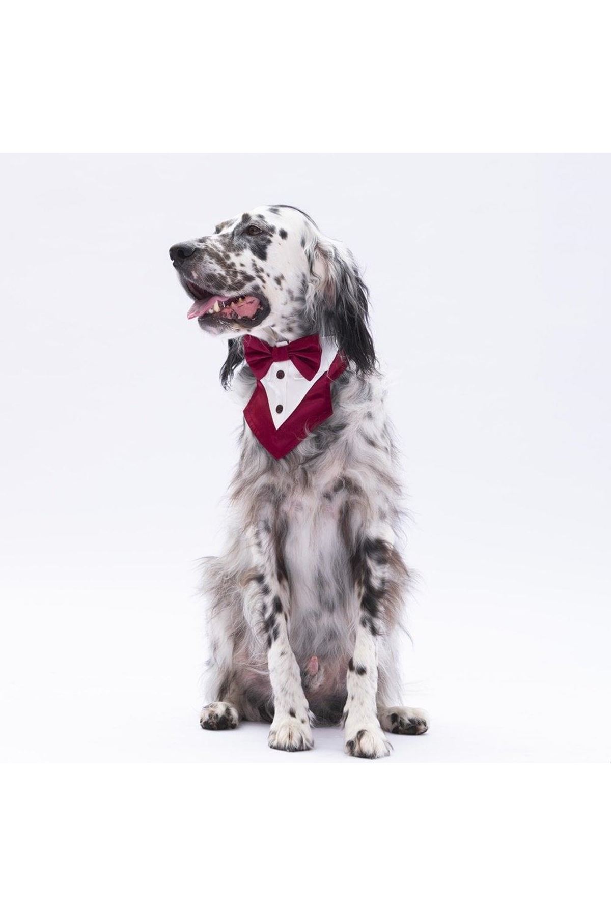 Pawstar Bordo Smokin Fular
