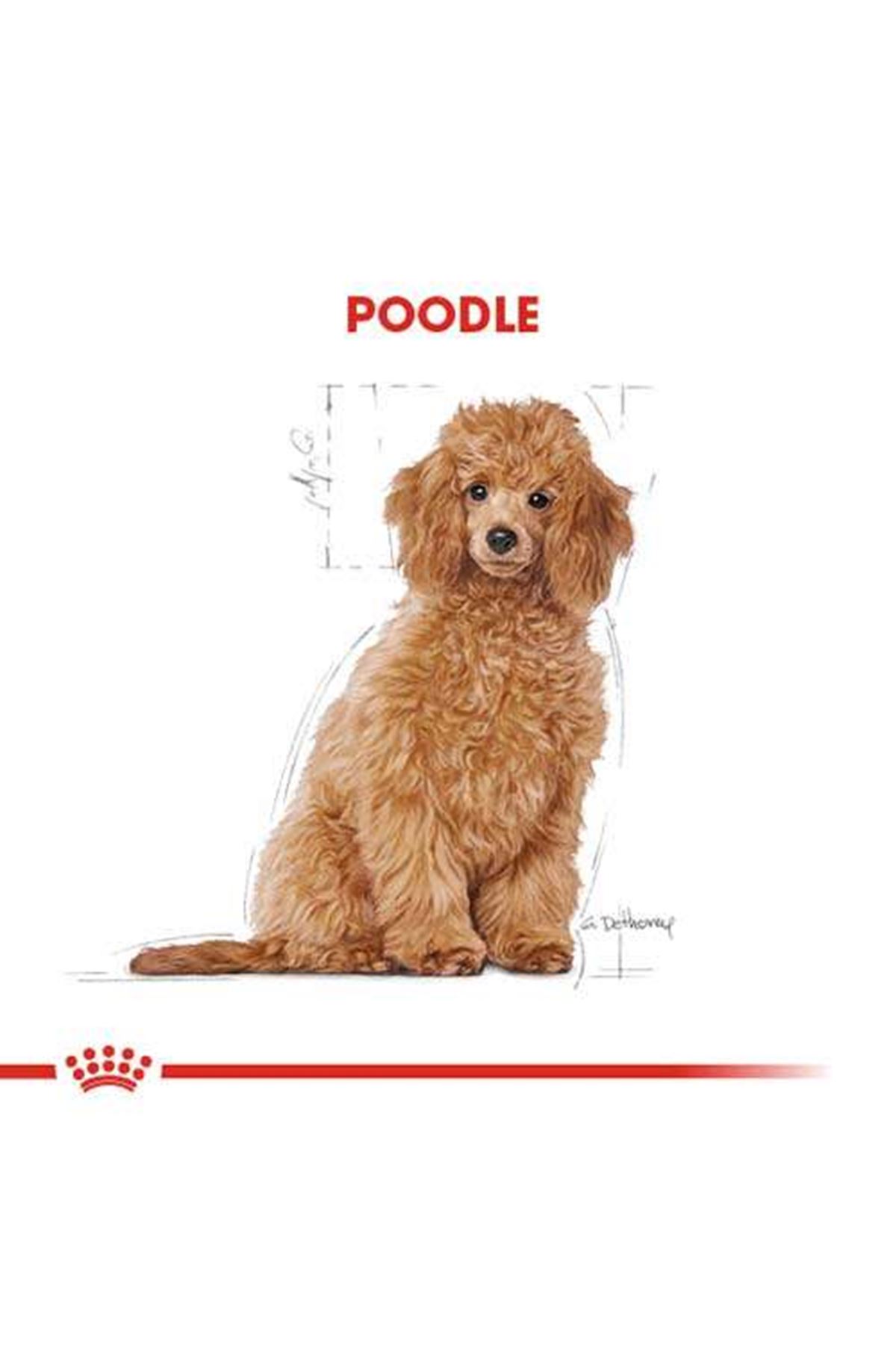Royal Canin Köpek Maması Poodle 2 Kg+2 Pouch