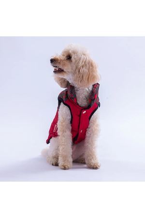 Köpek Elbisesi