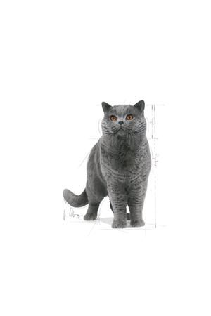 Royal Canin Kedi Maması British Shorthair 2 Kg