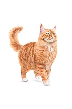 Royal Canin Kedi  Maması 11+ Ageing 2 Kg