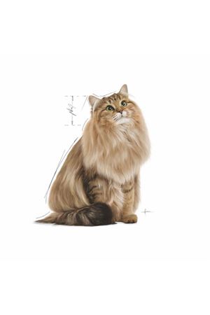 Royal Canin Kedi Yaş Maması Light Weight 85 G