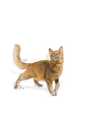 Royal Canin Kedi Maması Fit 32 15 Kg