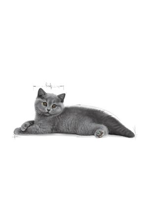 Royal Canin Yavru Kedi Mama British Shorthair 2 Kg