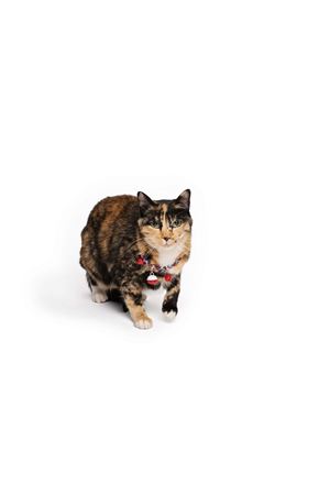 M-Pets Kedi Boyun Tasması Pixie Zilli Mavi-Kırmızı