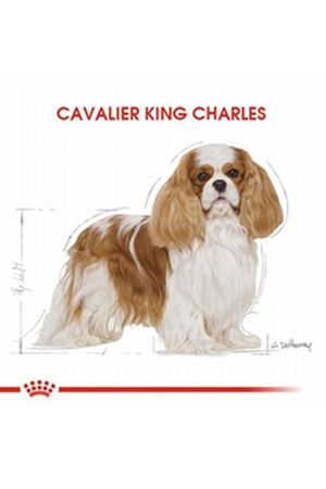 Royal Canin Köpek Mama Cavalier King Charles 1.5Kg