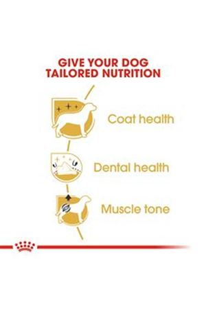 Royal Canin Köpek Maması Poodle 3 Kg