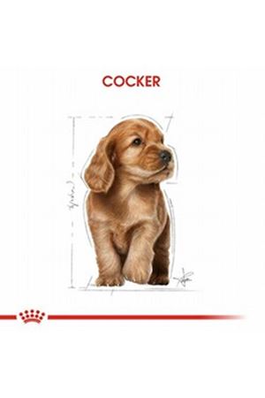 Royal Canin Yavru Köpek Maması Cocker 3 Kg