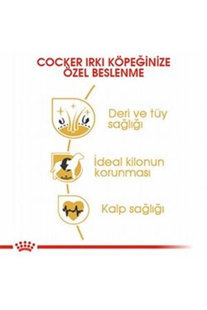 Royal Canin Köpek Maması Cocker 3 Kg